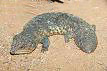 Shingleback Lizard 1